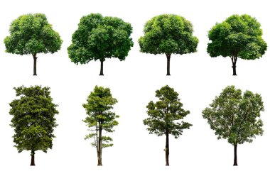 Saf beyaz arka izole güzel taze yeşil yaprak döken ağaç