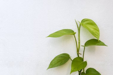 Doku arka plan için duvarda güzel yeşil betel yaprakları beyaz renk. Bahçede yeşil betel yaprağı.