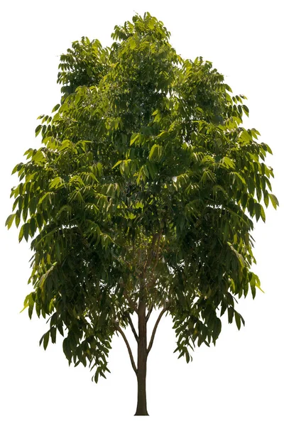 Piękne Świeże Zielone Drzewo Liściaste Izolowane Czystym Białym Tle Dla — Zdjęcie stockowe
