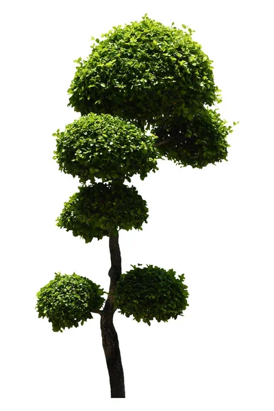 Vackra Prydnadsträd Grön Topiary Träd Gröna Blad Prydnadsväxt Stora Bonsai — Stockfoto