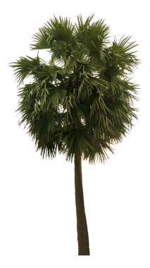 Washington Palm Tree beyaz arka planda izole edilmiş ve grafik için yüksek çözünürlüklü. kırpma yolu ile