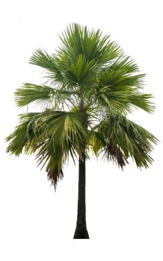 Washington Palm Tree beyaz arka planda izole edilmiş ve grafik için yüksek çözünürlüklü. kırpma yolu ile