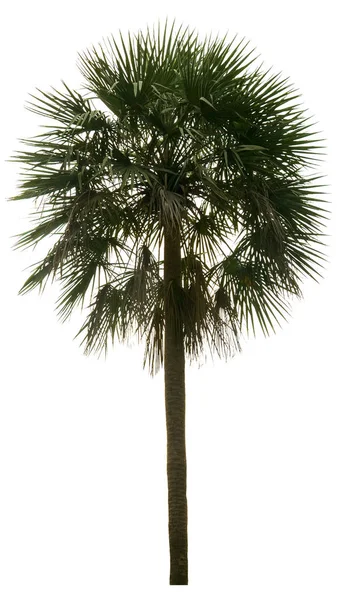 Washington Palm Tree Isolated White Background High Resolution Suitable Graphic — Stock Photo, Image