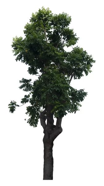 Mooie Frisse Groene Loofboom Geïsoleerd Puur Witte Achtergrond Voor Grafisch — Stockfoto