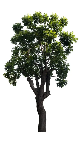 Vackra Färska Gröna Lövträd Isolerade Ren Vit Bakgrund För Grafisk — Stockfoto
