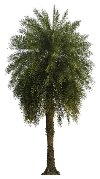 Palmera Washington Aislada Sobre Fondo Blanco Con Una Alta Resolución — Foto de Stock