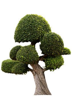 Güzel süs ağacı, Yeşil topiary ağacı, Yeşil yaprakları orna