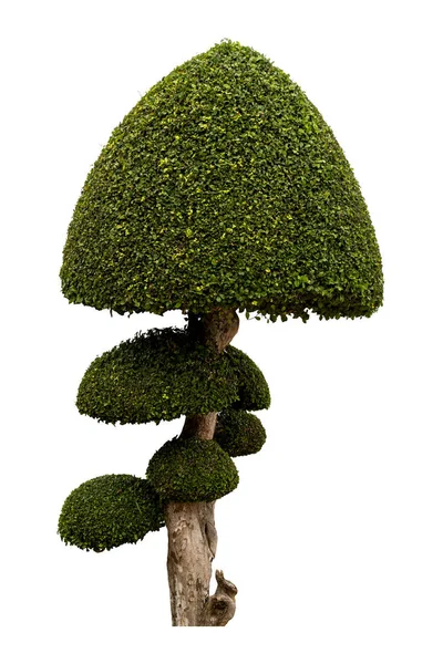 Bello albero ornamentale, Albero topiario verde, Foglie verdi orna — Foto Stock