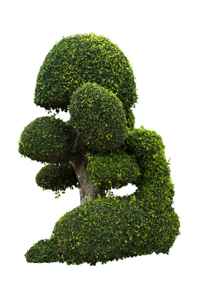 Όμορφο Διακοσμητικό Δέντρο Πράσινο Δέντρο Topiary Μεγάλο Μπονζάι Κατάλληλο Για — Φωτογραφία Αρχείου