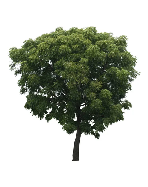 Mooie Frisse Groene Loofboom Geïsoleerd Puur Witte Achtergrond Voor Grafisch — Stockfoto