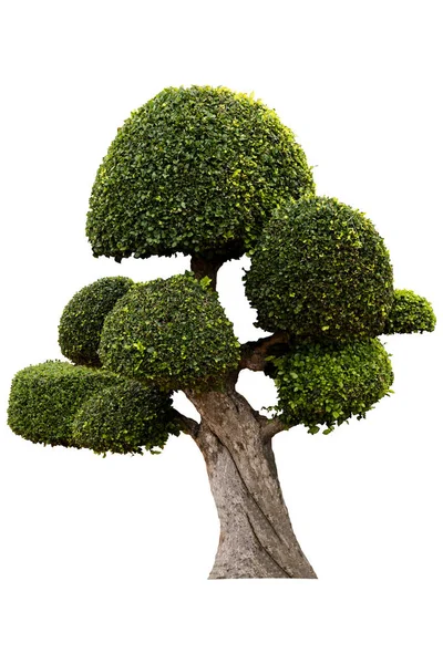Bello albero ornamentale, Albero topiario verde, Foglie verdi orna — Foto Stock