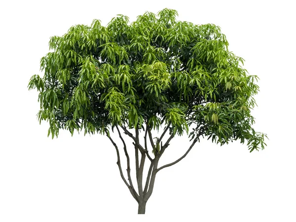 Красиве свіже зелене листяне дерево ізольоване на чистій білій спині — стокове фото