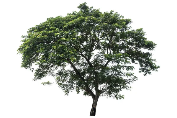 Hermoso árbol caducifolio verde fresco aislado en la espalda blanca pura —  Fotos de Stock