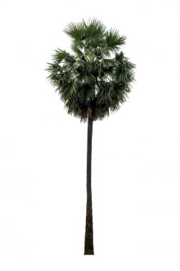Washington Palm Tree beyaz arka planda izole edilmiş ve grafik için yüksek çözünürlüklü. kırpma yolu ile