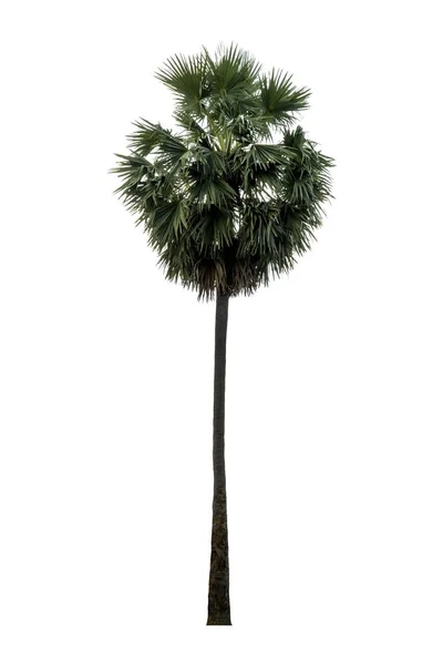 Washington Palm Tree Isolated White Background High Resolution Suitable Graphic — Stock Photo, Image