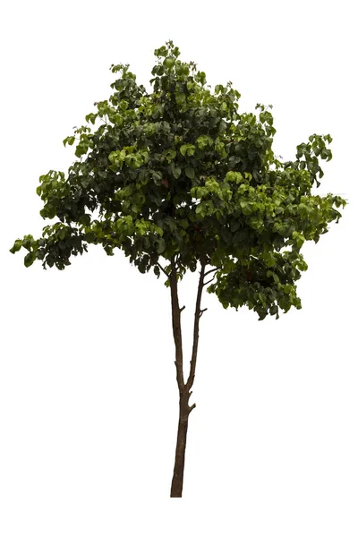 Krásný Svěží Zelený Opadavý Strom Izolovaný Čistě Bílém Pozadí Pro — Stock fotografie