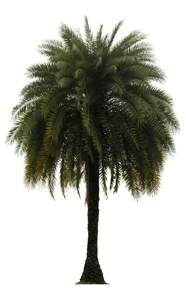 Washington Palm Tree Isolated White Background High Resolution Suitable Graphic — Stock Photo, Image