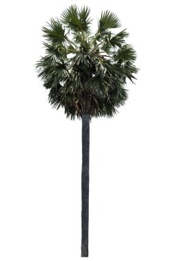 Washington Palm Tree beyaz arka planda izole edilmiş ve grafik için yüksek çözünürlüklü. kırpma yolu ile