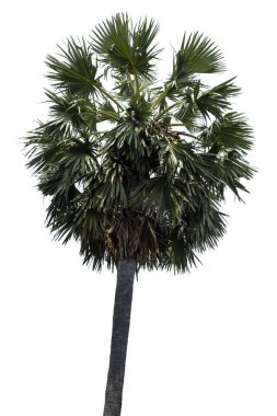 Washington Palm Tree beyaz arka planda izole edilmiş ve grafik için yüksek çözünürlüklü. kırpma yolu ile