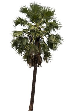 Washington Palm Tree beyaz arka planda izole edilmiş ve grafik için yüksek çözünürlüklü. kırpma yolu ile