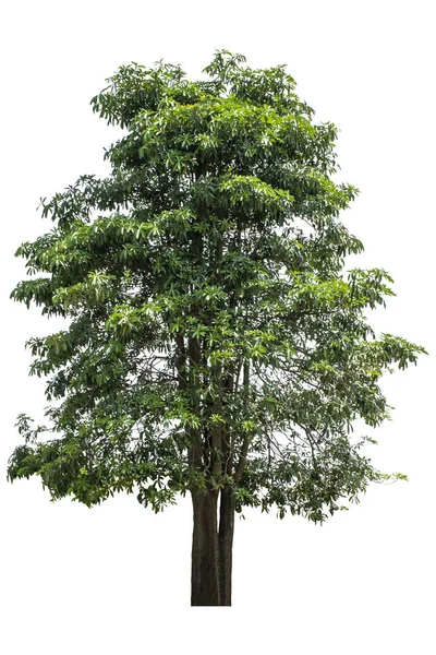 Красиве Свіже Зелене Листяне Дерево Ізольоване Чисто Білому Тлі Графіки — стокове фото