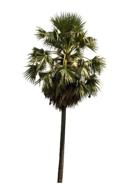 Washington Palm Tree beyaz arka planda izole edilmiş ve grafik için yüksek çözünürlüklü. kırpma yolu ile