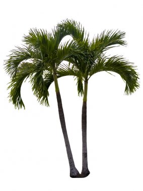 Washington Palm Tree beyaz arka planda izole edilmiş ve grafik için yüksek çözünürlüklü. kırpma yolu ile