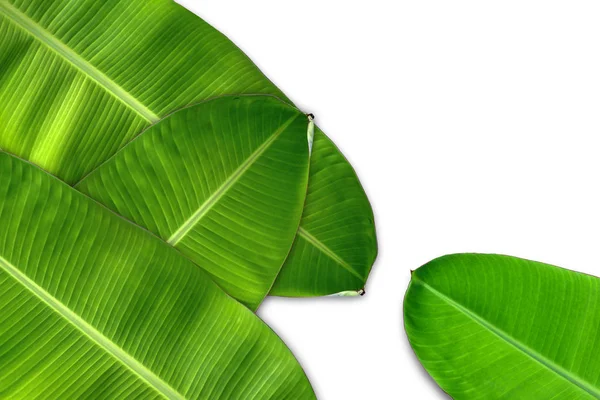 Groene Bananenblad Groene Tropische Gebladerte Textuur Geïsoleerd Witte Achtergrond Bestand — Stockfoto