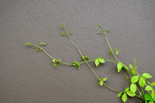 Planta Enredadera Verde Una Pared Gris Oscura Crea Hermoso Fondo — Foto de Stock