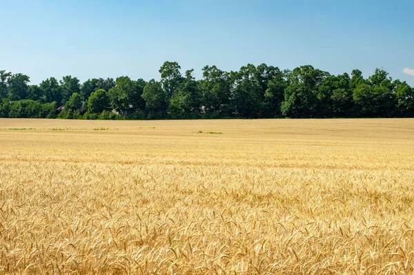 Bir Alan Altın Buğday Hasat Kırsal Kırsal Için Hazır — Stok fotoğraf