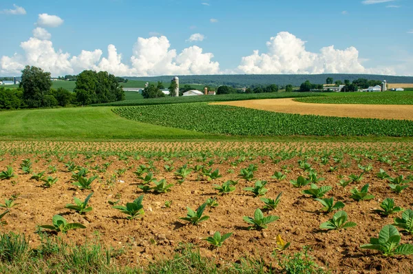 Las Exuberantes Tierras Cultivo Del Sur Del Condado Lancaster Pensilvania —  Fotos de Stock