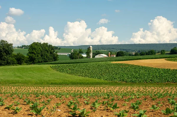 Svěží Zvlněnou Zemědělskou Krajinu Jižního Lancaster County Pensylvánie — Stock fotografie