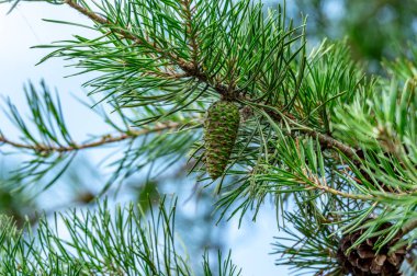 Bir çam ağacı Çam iğneleri arasında asılı yeşil çam kozalağı.
