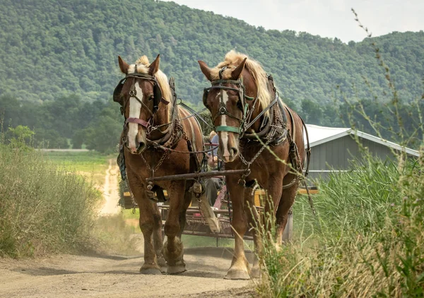 ファーム レーンでワゴンを引く二頭の馬 — ストック写真