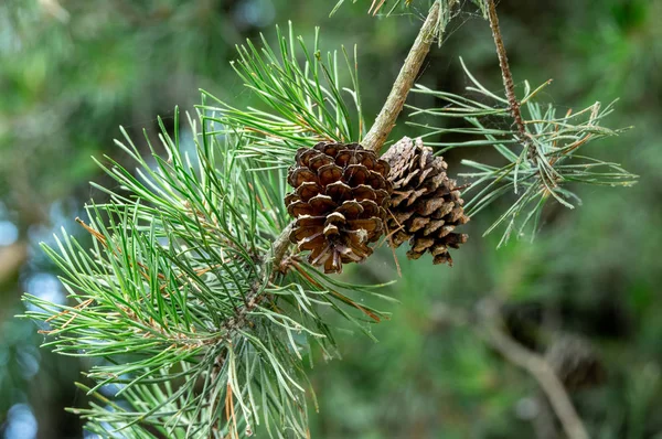 Two pine cones hanging on a tree in the forest.