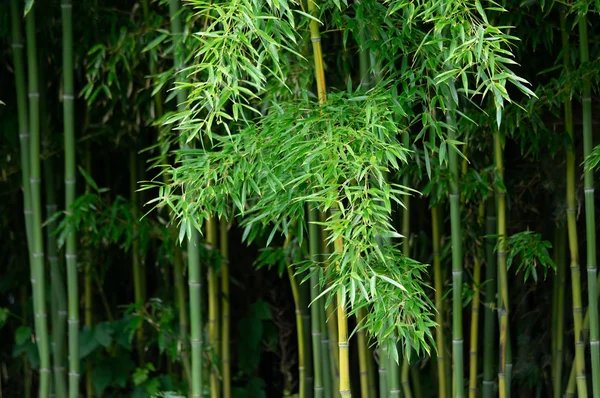 A green jungle background of bamboo stalks.