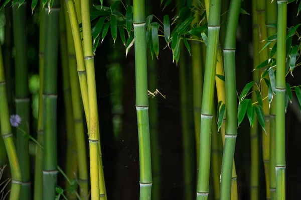 An oriental background of green bamboo stalks.