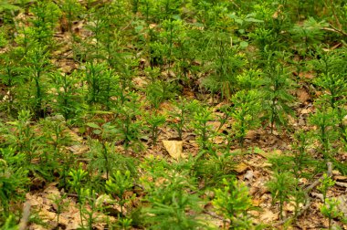 Bazı küçük ağaçlar orman katta güzel bir arka plan oluşturma.