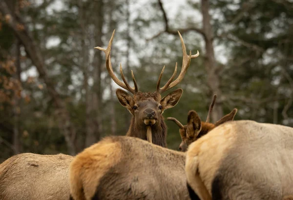 A herd of elk with a bull looking over the backs of the others.