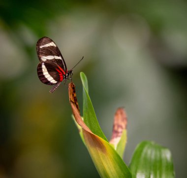 Bir bitki bahçesinde oturan bir kelebek.
