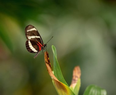 Bir bitki bahçesinde oturan bir kelebek.
