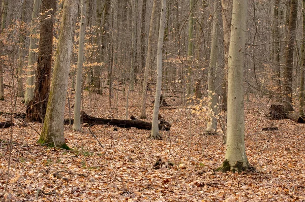 Fond Arbres Dans Les Bois Pennsylvanie — Photo