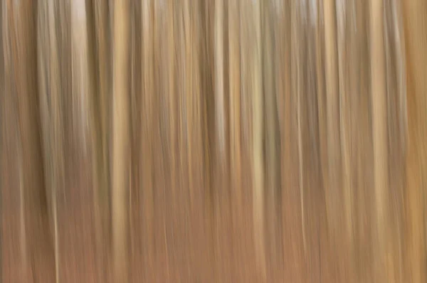 A blurred abstract background of trees in the woodlands of Pennsylvania.