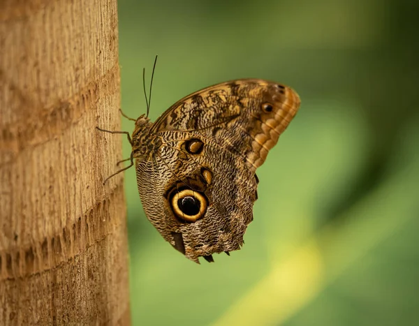Bir bitki bahçesinde oturan bir kelebek.