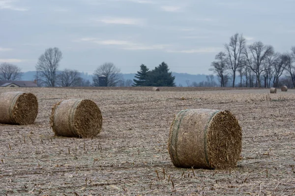 Round bales of corn fodder in a barren corn field.