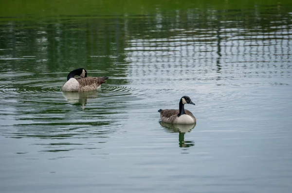 Two Geese Swimming Pond Lake — Stock Photo, Image