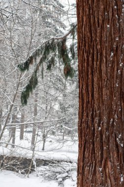 Yakın çekim yaprak dökmeyen ağaç kabuğu.