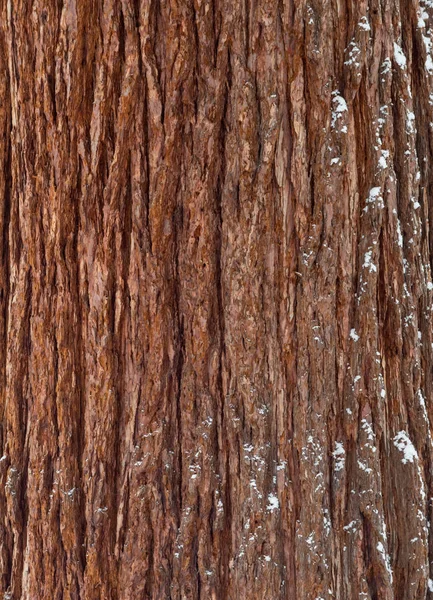 Крупный План Коры Вечнозеленого Дерева — стоковое фото