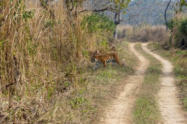 A graceful Bengal tiger in the Chitwan National Park in Nepal. clipart