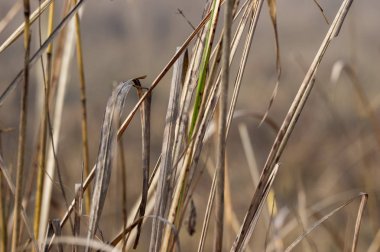 Kurutulmuş kahverengi çim alandaki bazı SAP.